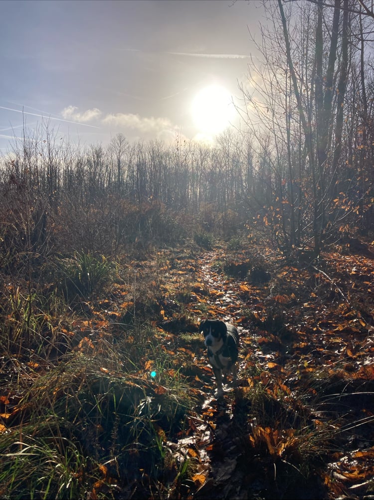 Promeneur / Educateur Canin / Balades en forêt, Hugo Collas 2